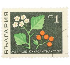 Почтовая марка 1 стотинка 1969 года Болгария «Лекарственные растения — Боярышник обыкновенный» — Фото №1