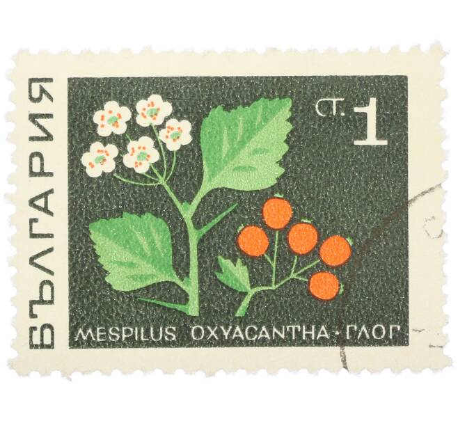 Почтовая марка 1 стотинка 1969 года Болгария «Лекарственные растения — Боярышник обыкновенный» (Артикул: K12-80481) — Фото №1