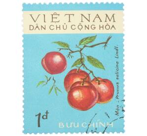 Почтовая марка 1 донг 1975 года Северный Вьетнам «Фрукты — Слива китайская (Prunus salicina Lindl.)» — Фото №1