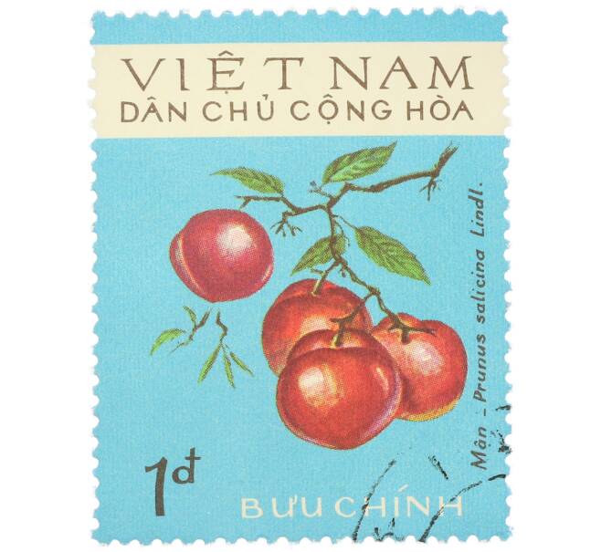 Почтовая марка 1 донг 1975 года Северный Вьетнам «Фрукты — Слива китайская (Prunus salicina Lindl.)» (Артикул: K12-80660) — Фото №1