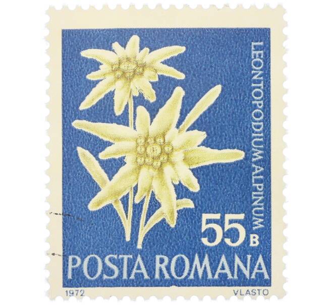Почтовая марка 55 бани 1972 года Румыния «Редкие румынские цветы — Эдельвейс альпийский (Leontopodium alpinum)» (Артикул: K12-80663) — Фото №1