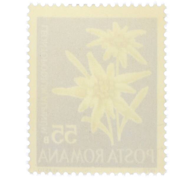 Почтовая марка 55 бани 1972 года Румыния «Редкие румынские цветы — Эдельвейс альпийский (Leontopodium alpinum)» (Артикул: K12-80663) — Фото №2