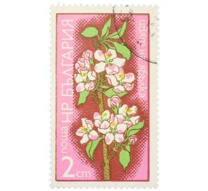 Почтовая марка 2 стотинки 1975 года Болгария «Цветы плодовых деревьев — Цветок яблони» — Фото №1