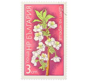 Почтовая марка 3 стотинки 1975 года Болгария «Цветы плодовых деревьев — Цветок черешни» — Фото №1