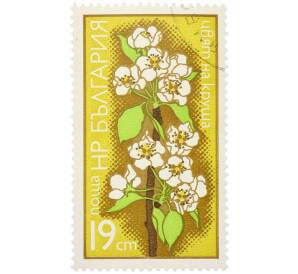 Почтовая марка 19 стотинок 1975 года Болгария «Цветы плодовых деревьев — Цветок груши» — Фото №1