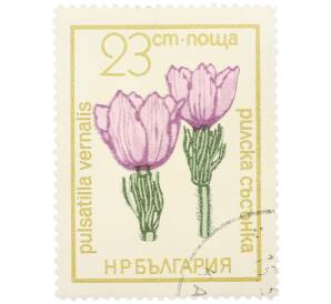 Почтовая марка 23 стотинки 1972 года Болгария «Цветы под охраной - Прострел весенний (Pulsatilla vernalis)» — Фото №1