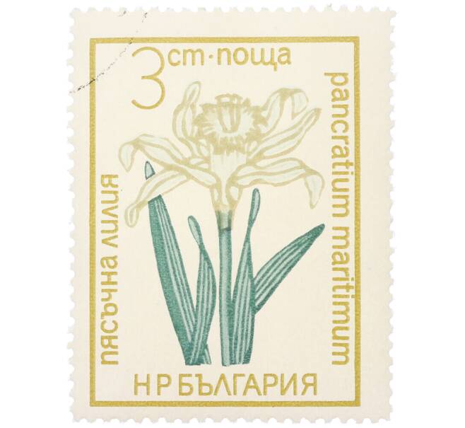Почтовая марка 3 стотинки 1972 года Болгария «Цветы под охраной - Панкраций морской (Pancratium maritimum)» (Артикул: K12-81080) — Фото №1