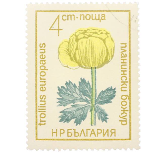Почтовая марка 4 стотинки 1972 года Болгария «Охраняемые цветы — Купальница европейская» (Артикул: K12-81082) — Фото №1