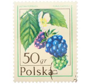 Почтовая марка 50 грошей 1977 года Польша «Лесные ягоды — Ежевика сизая» — Фото №1