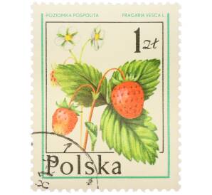 Почтовая марка 1 злотый 1977 года Польша «Лесные ягоды — Земляника лесная» — Фото №1
