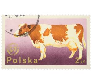 Почтовая марка 2 злотых 1975 года Польша «26-й съезд Европейской зоотехнической федерации в Варшаве — Корова красно-белой породы» — Фото №1