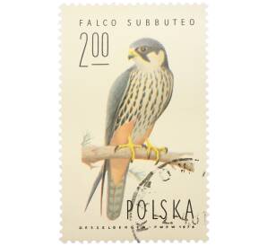 Почтовая марка 2 злотых 1974 года Польша «Охрана природы — Чеглок (Falco subbuteo)» — Фото №1