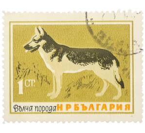 Почтовая марка 1 стотинка 1964 года Болгария «Собаки — Волчья порода» — Фото №1