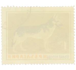 Почтовая марка 1 стотинка 1964 года Болгария «Собаки — Волчья порода» — Фото №2