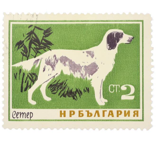 Почтовая марка 2 стотинки 1964 года Болгария «Породы собак — Сеттер» (Артикул: K12-81583) — Фото №1