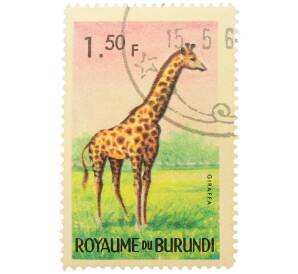 Почтовая марка 1.5 франка 1964 года Бурунди «Фауна Африки — Жираф» — Фото №1
