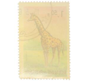 Почтовая марка 1.5 франка 1964 года Бурунди «Фауна Африки — Жираф» — Фото №2