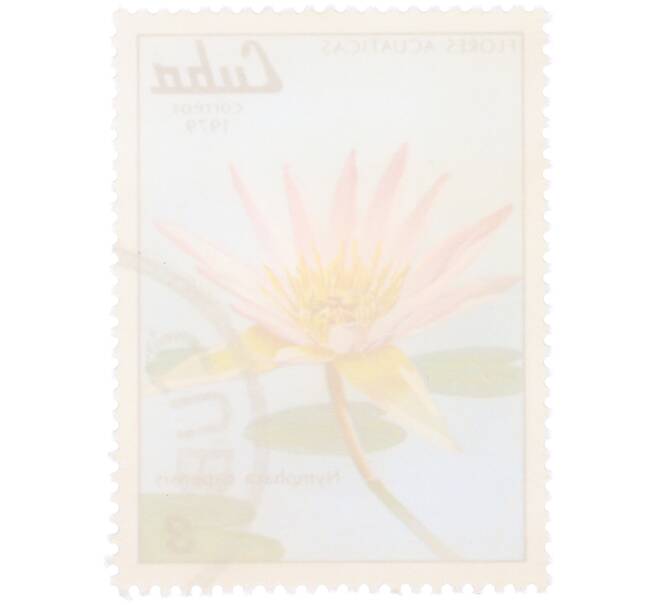 Почтовая марка 3 сентаво 1979 года Куба «Водные цветы — Кувшинка капская» (Артикул: K12-81603) — Фото №2