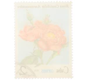 Почтовая марка 2 сентаво 1979 года Куба «Флора — Роза Centifolia Anemonoides» — Фото №2