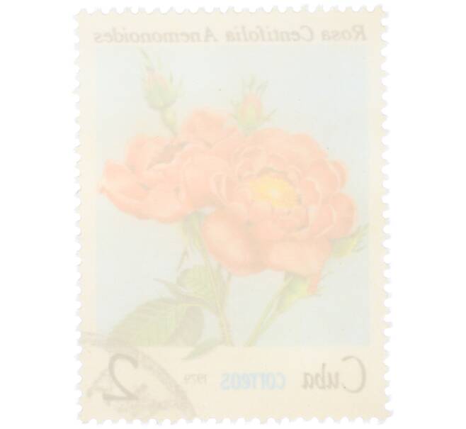 Почтовая марка 2 сентаво 1979 года Куба «Флора — Роза Centifolia Anemonoides» (Артикул: K12-81605) — Фото №2