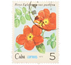 Почтовая марка 5 сентаво 1979 года Куба «Флора — Роза Eglanteria var. Punicea» — Фото №1
