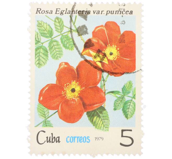 Почтовая марка 5 сентаво 1979 года Куба «Флора — Роза Eglanteria var. Punicea» (Артикул: K12-81609) — Фото №1