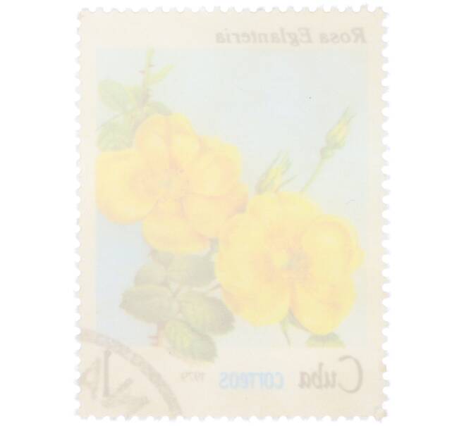 Почтовая марка 1 сентаво 1979 года Куба «Флора — Роза Eglanteria» (Артикул: K12-81610) — Фото №2