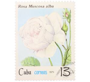 Почтовая марка 13 сентаво 1979 года Куба «Флора — Белая мшистая роза» — Фото №1