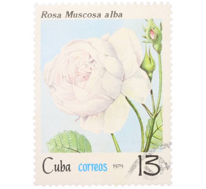 Почтовая марка 13 сентаво 1979 года Куба «Флора — Белая мшистая роза» (Артикул: K12-81612) — Фото №1