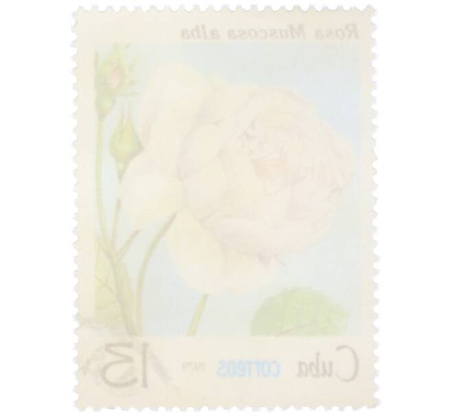 Почтовая марка 13 сентаво 1979 года Куба «Флора — Белая мшистая роза» (Артикул: K12-81612) — Фото №2