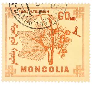 Почтовая марка 60 мунгу 1968 года Монголия «Ягоды — Смородина красная» — Фото №1