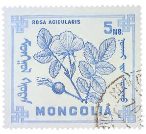 Почтовая марка 5 мунгу 1968 года Монголия «Флора — Шиповник иглистый» — Фото №1
