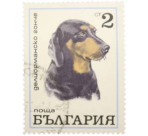 Почтовая марка 2 стотинки 1970 года Болгария «Породы собак — Болгарская гончая»  — Фото №1