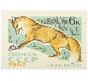 Почтовая марка 6 копеек 1967 года «Пушные промысловые звери — Красная лиса» — Фото №1