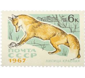 Почтовая марка 6 копеек 1967 года «Пушные промысловые звери — Красная лиса» — Фото №1