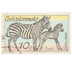 Почтовая марка 10 геллеров 1976 года Чехословакия «Чехословацкое сафари — Зебра степная» — Фото №1