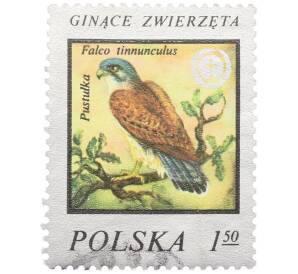 Почтовая марка 1.50 злотых 1977 года Польша «Охрана окружающей среды — Пустельга» — Фото №1