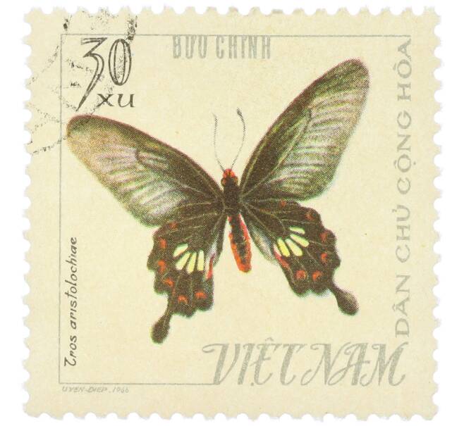 Почтовая марка 30 су 1966 года Северный Вьетнам (ДРВ) «Бабочки — Tros aristolochiae» (Артикул: K12-82051) — Фото №1