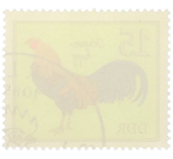 Почтовая марка 15 пфеннигов 1979 года Восточная Германия (ГДР) «Породы домашней птицы - Куры Крайенкопп» (Артикул: K12-82074) — Фото №2