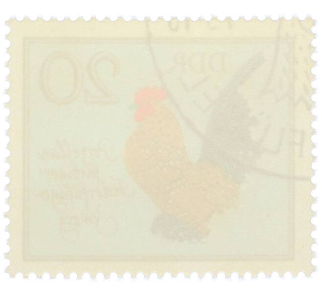 Почтовая марка 20 пфеннигов 1979 года Восточная Германия (ГДР) «Породы домашней птицы - Фарфоровый карликовый кохинхин» (Артикул: K12-82075) — Фото №2