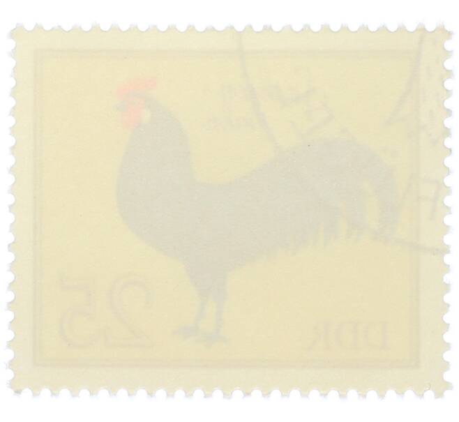 Почтовая марка 25 пфеннигов 1979 года Восточная Германия (ГДР) «Породы домашней птицы - Саксонские куры» (Артикул: K12-82076) — Фото №2