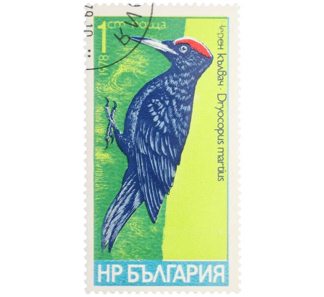 Почтовая марка 1 стотинка 1978 года Болгария «Семейство дятловых — Черный дятел» (Артикул: K12-82079) — Фото №1