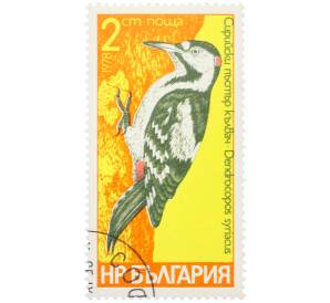 Почтовая марка 2 стотинки 1978 года Болгария «Семейство дятловых — Сирийский пестрый дятел» — Фото №1