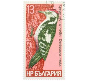 Почтовая марка 13 стотинок 1978 года Болгария «Семейство дятловых — Средний пестрый дятел» — Фото №1
