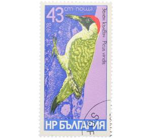 Почтовая марка 43 стотинки 1978 года Болгария «Семейство дятловых — Зеленый дятел» — Фото №1