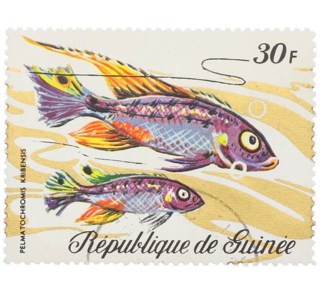 Почтовая марка 30 франков 1971 года Гвинея «Фауна - Пельвикахромис» (Артикул: K12-82256) — Фото №1