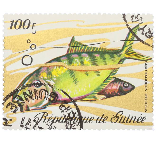 Почтовая марка 100 франков 1971 года Гвинея «Фауна - Желтоперая ставрида» (Артикул: K12-82261) — Фото №1