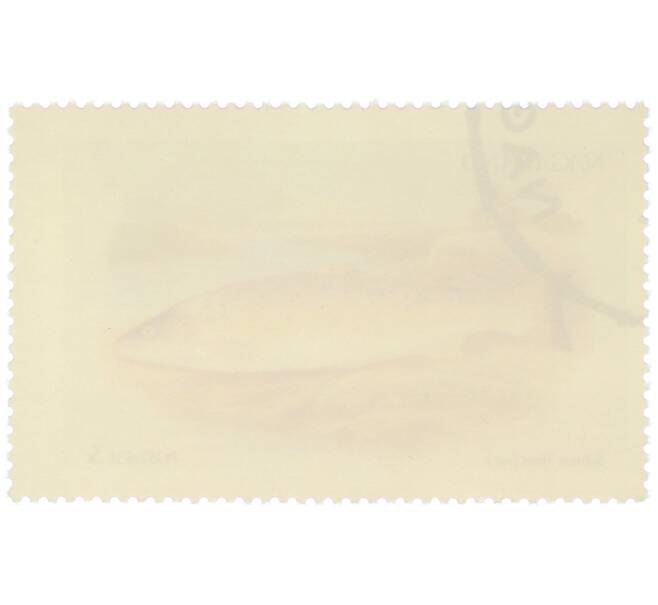 Почтовая марка 5 центов 1972 года Нагаленд «Рыбы - Salmon Trout» (Артикул: K12-82265) — Фото №2
