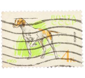 Почтовая марка 4 копейки 1965 года «Служебные и охотничьи собаки — Пойнтер» — Фото №1