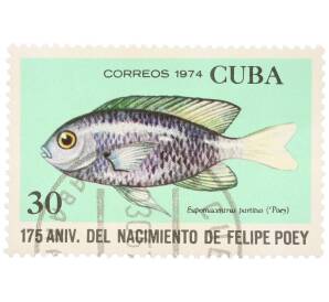 Почтовая марка 30 сентаво 1974 года Куба «175 лет со дня рождения Фелипе Поэя — Eupomacentrus partitus» — Фото №1